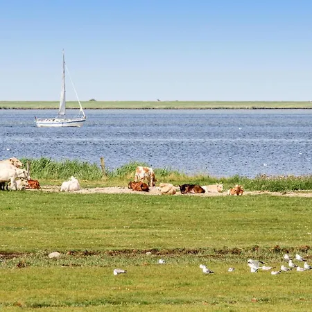 Strandhafer Olpenitz